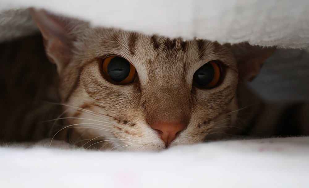 母猫一直叫唤怎么处理,如何防止猫发情乱叫