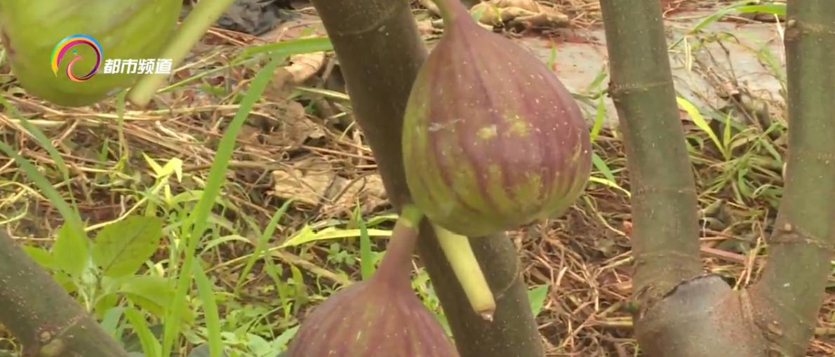 无花果农场致富模式,小小猕猴桃致富大产业