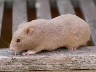 仓鼠种类短毛,仓鼠科普常见仓鼠种类