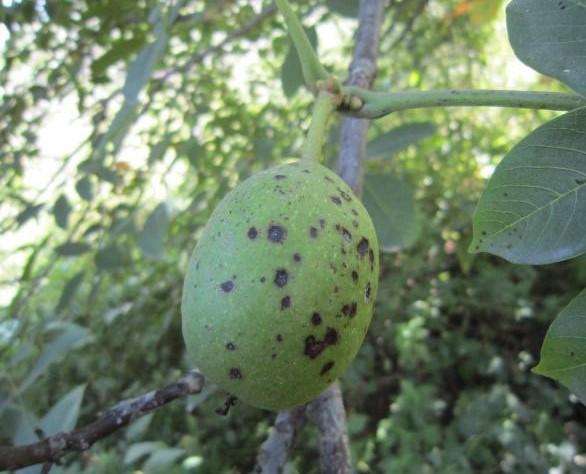 核桃果实黑斑病用什么药治,核桃挂果果身出现黑斑点怎么办