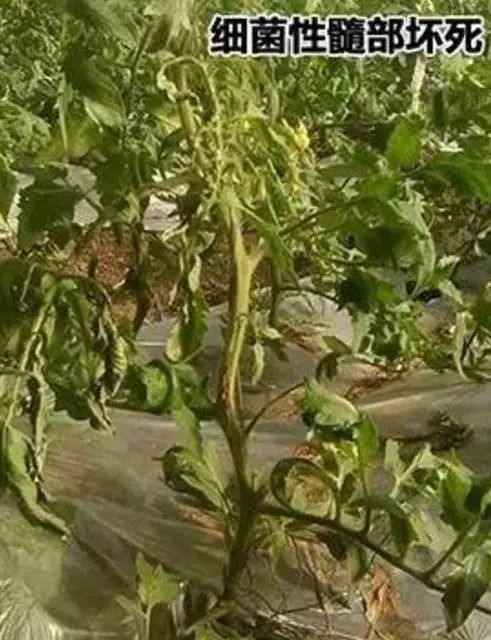 保护地栽培番茄容易出现哪些病害,春季露天番茄常见病害图及防治
