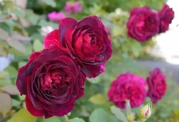 一万年一次的2020520;一起认识100种玫瑰~别送错啊