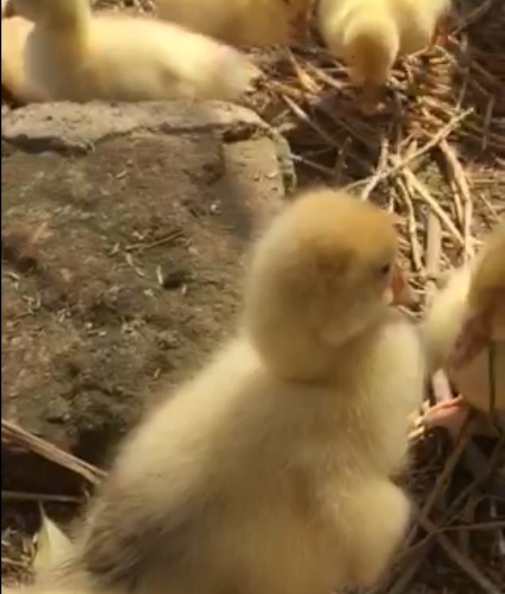 养鹅常见的病有哪些,养鹅常见病的种类和防治方法