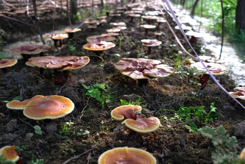 多少灵芝能出一斤孢子粉,灵芝孢子粉野生与种植比较