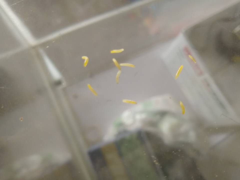 大蒜种植后可杀死菌虫吗,大蒜出现小黄虫怎么治