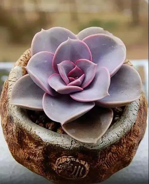 推荐轻松玩转100种常见多肉植物,700种多肉植物图鉴pdf百度云