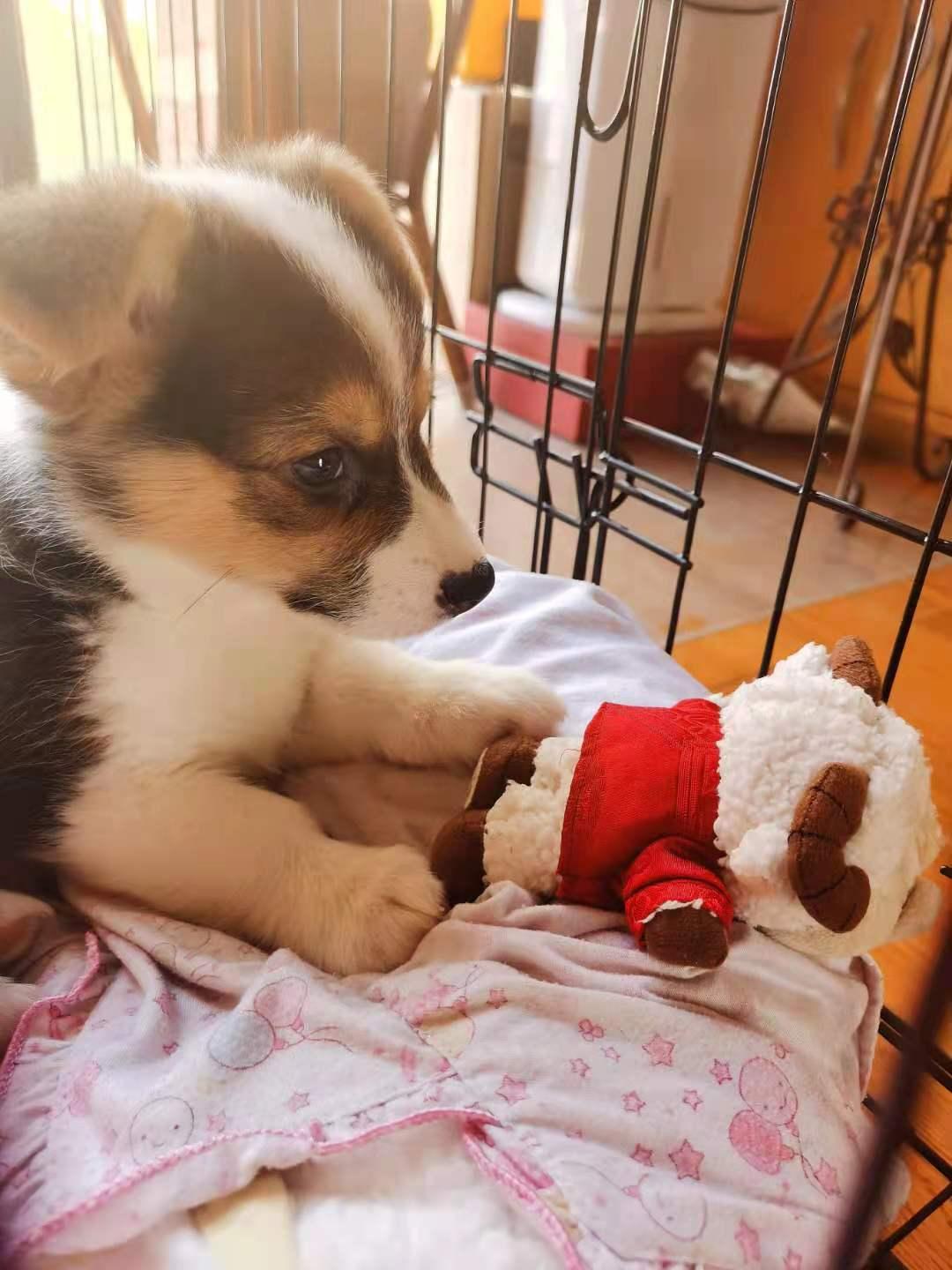 钀岀嫍鐙楃殑骞哥鐢熸椿,钀岀嫍濂剁洊