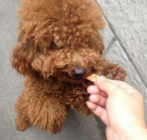 泰迪成年犬吃什么狗粮为好,泰迪狗怎么挑选狗粮的