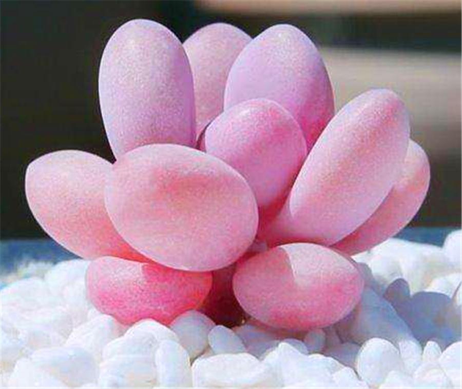 桃蛋叶片鼓起来透明怎么办,桃蛋叶片发白怎么回事