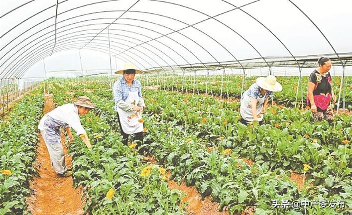 成城决战脱贫攻坚,举全镇之力打赢脱贫攻坚战