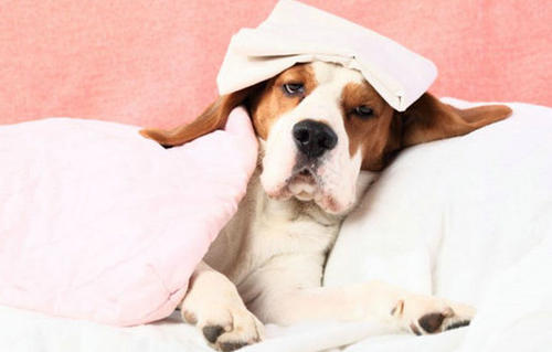 狗狗不小心偷吃巧克力怎么办,狗狗不小心误食可可粉怎么办