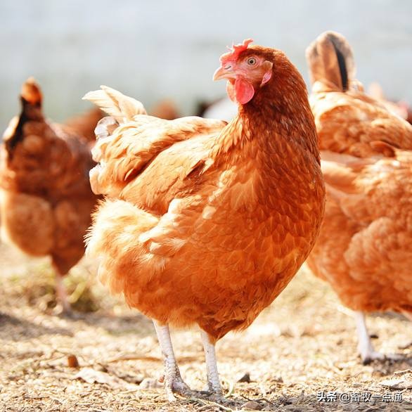 如何防控肉鸡白色念珠菌感染和鸡组织滴虫病？