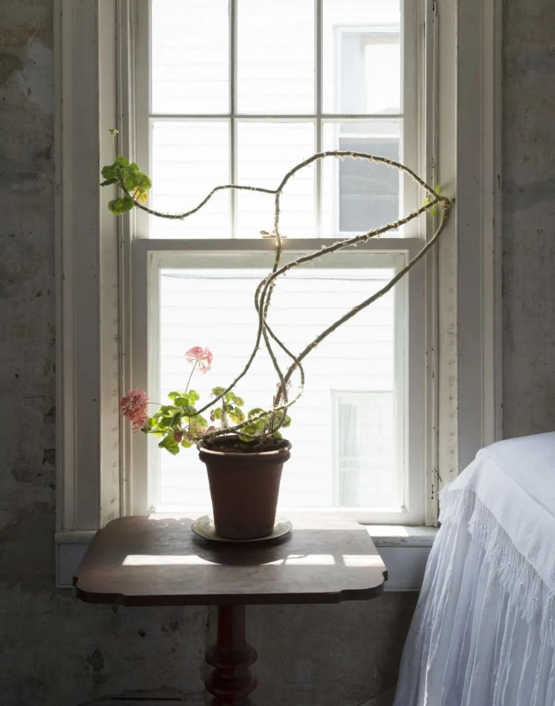 冬天天竺葵叶子发黄是什么原因,什么季节养天竺葵花最好