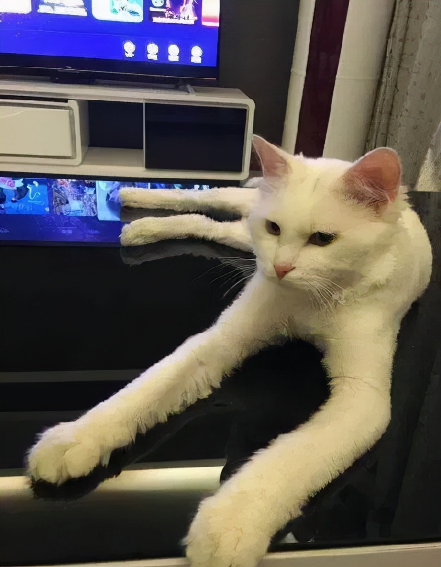 猫的终极凡尔赛：你的屏幕放不下我的腿