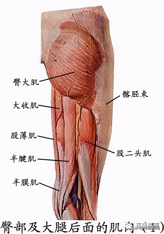针刀治疗慢性膝关节炎详解图片,针刀治疗膝关节炎教学视频