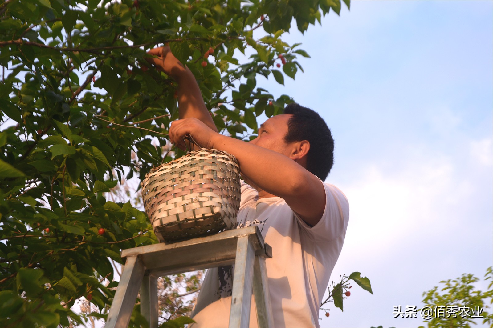 回乡创业种植樱桃,在农村种植樱桃还是在工厂上班好
