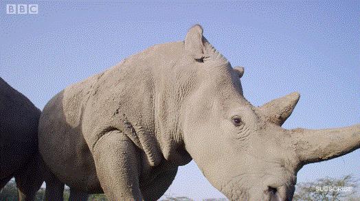 bbc封神,让很多人看一次哭一次的视频