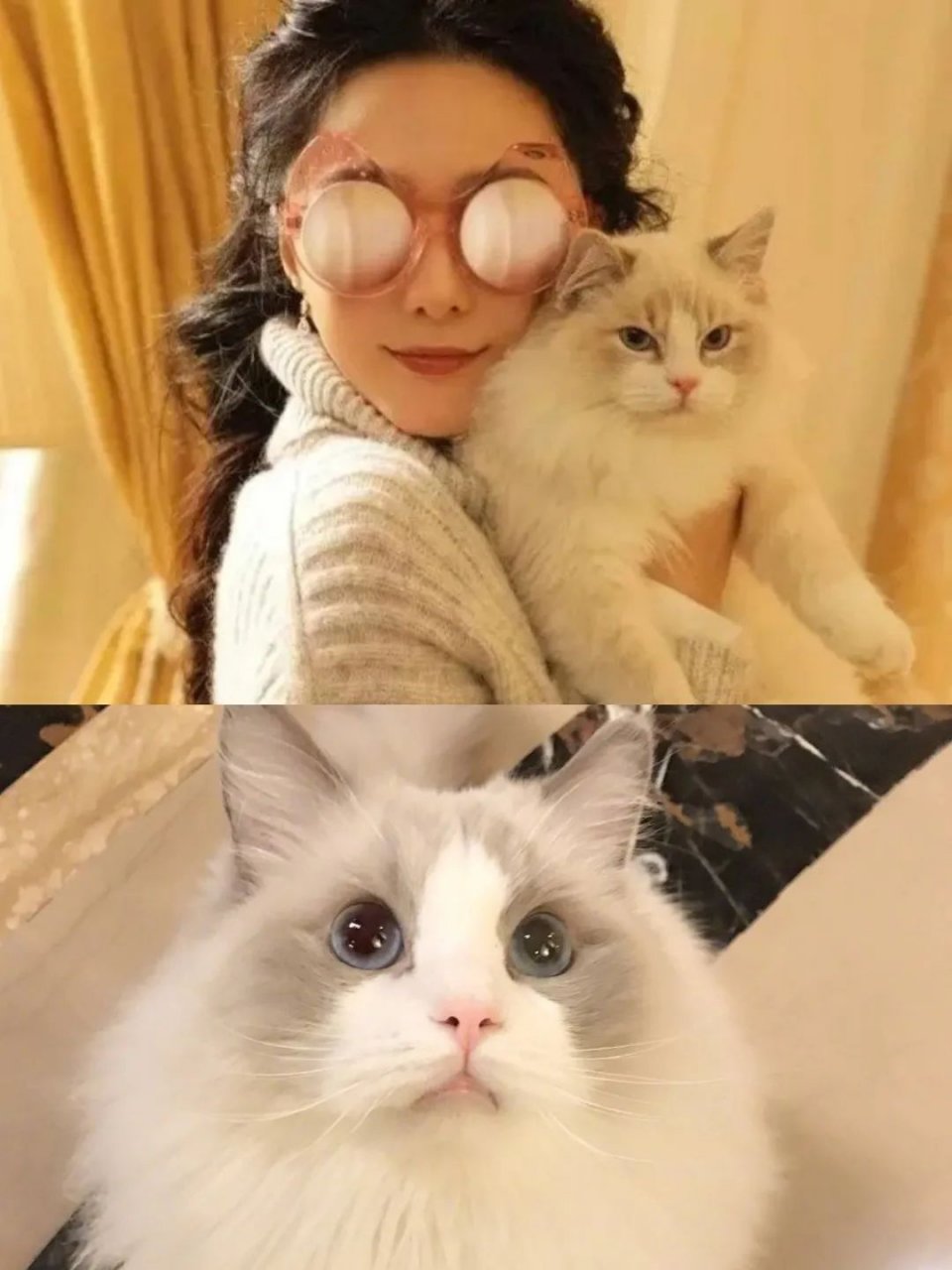 仙女猫专卖店介绍,仙女猫专卖店一览表