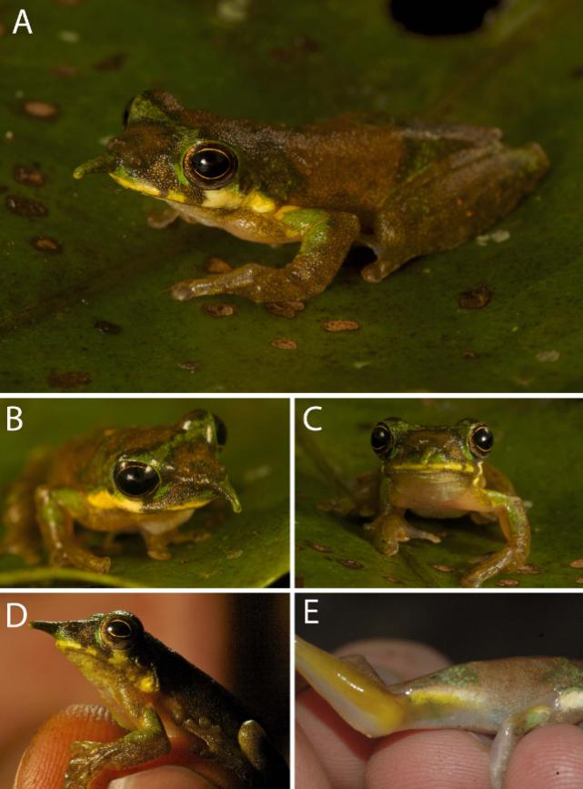 奇怪的蛙界匹诺曹,拥有“特异功能”的长鼻子,却不是用来求偶