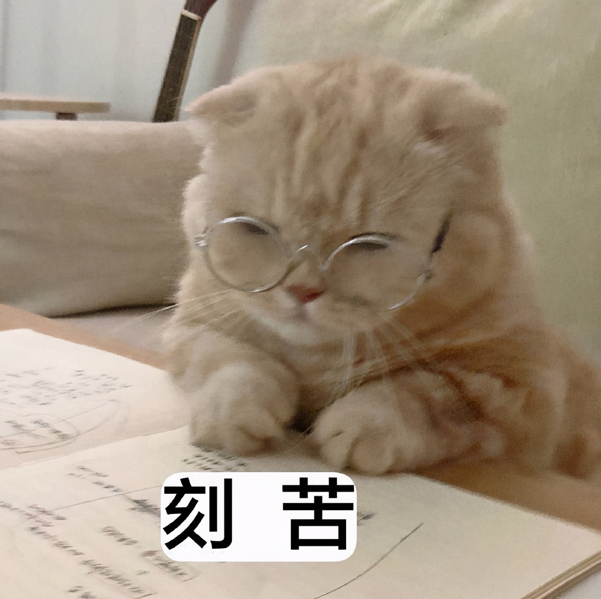 期末周｜学习*党**-换上最符合读书人心态的头像，萌宠辣妹表情包