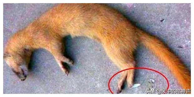 为什么迷信不能杀黄鼠狼,科学家为什么说黄鼠狼不能杀