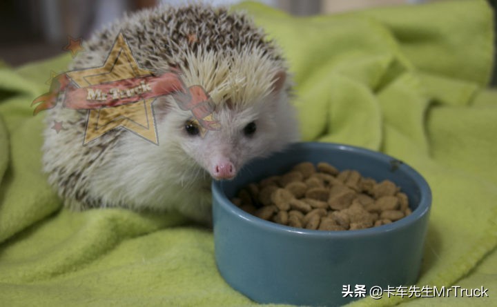 怎么养好宠物刺猬,如何一直养宠物刺猬