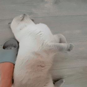 打造人宠共乐的家—“铲S官”的装修笔记