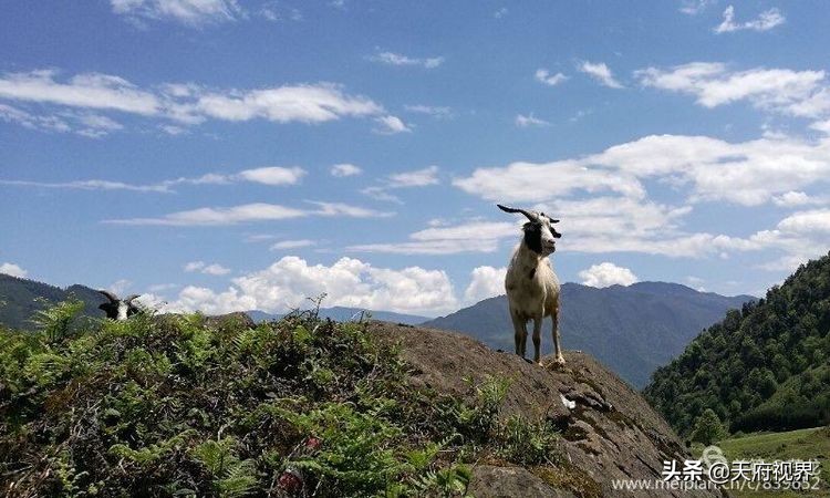 中国百慕大黑竹沟了解一下,穿越黑竹沟揭秘中国百慕大