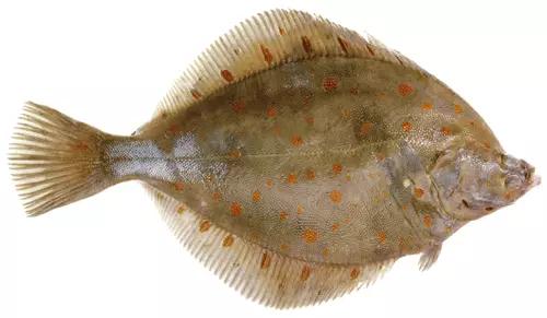 美国超市有哪些鱼,英国超市一般有什么鱼