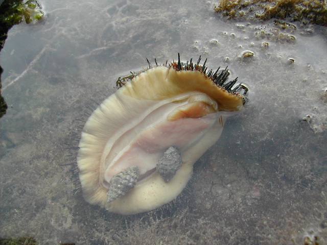 九头鲍九尾鲍，究竟谁才是真的鲍？