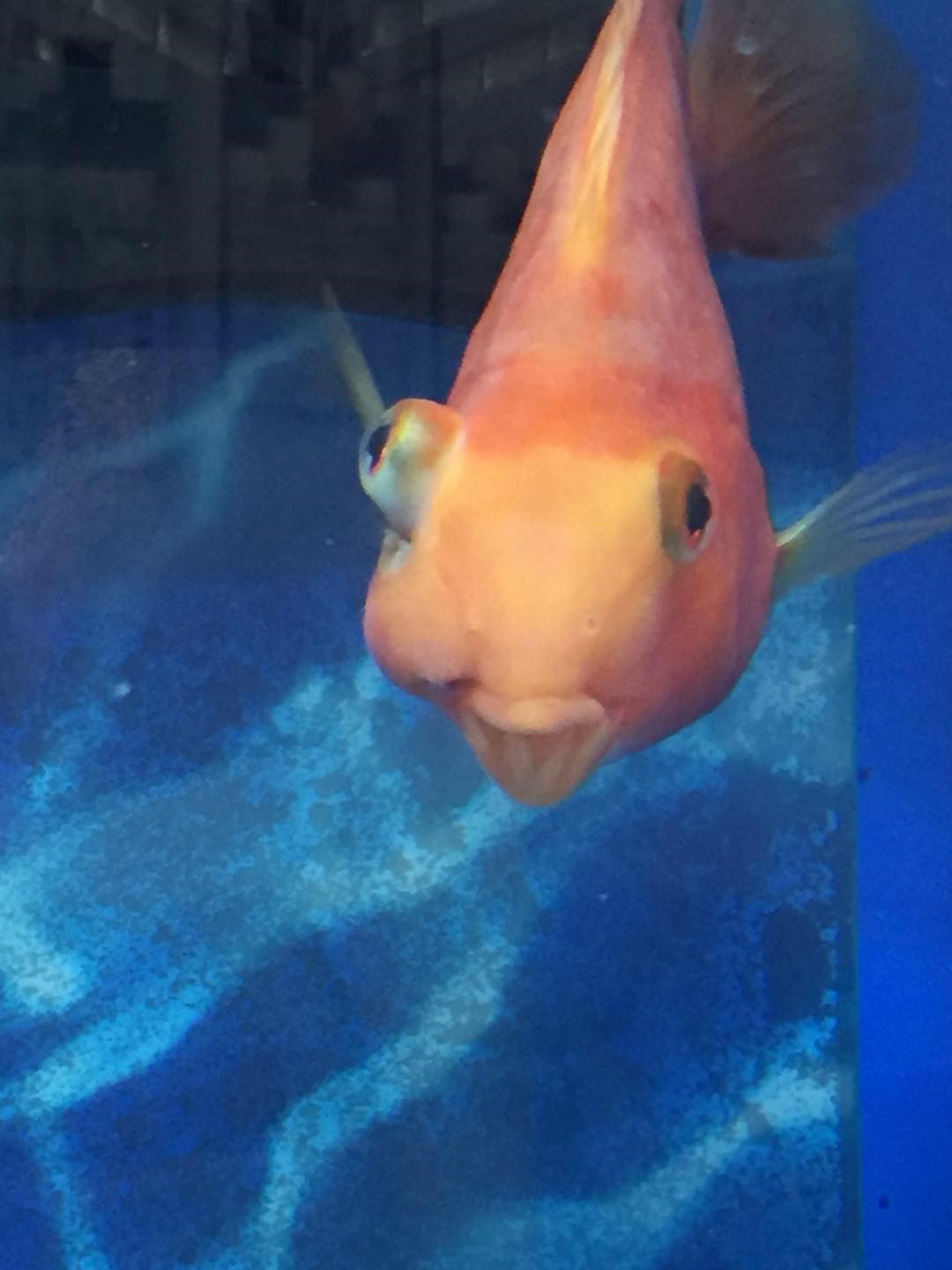 鹦鹉鱼嘴唇凸出来是什么病,鹦鹉鱼眼睛凸出来快掉了怎么处理