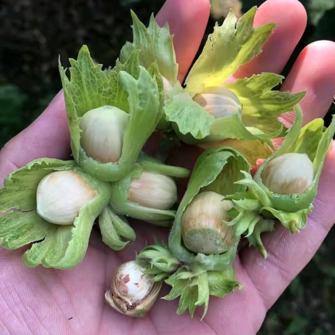 榛子是中国原产的吗,榛子是什么坚果