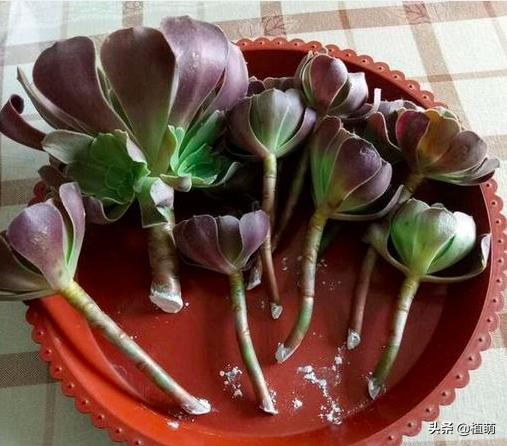 新买的黑法师上盆要不要浇水,黑腐的法师多久能重新上盆