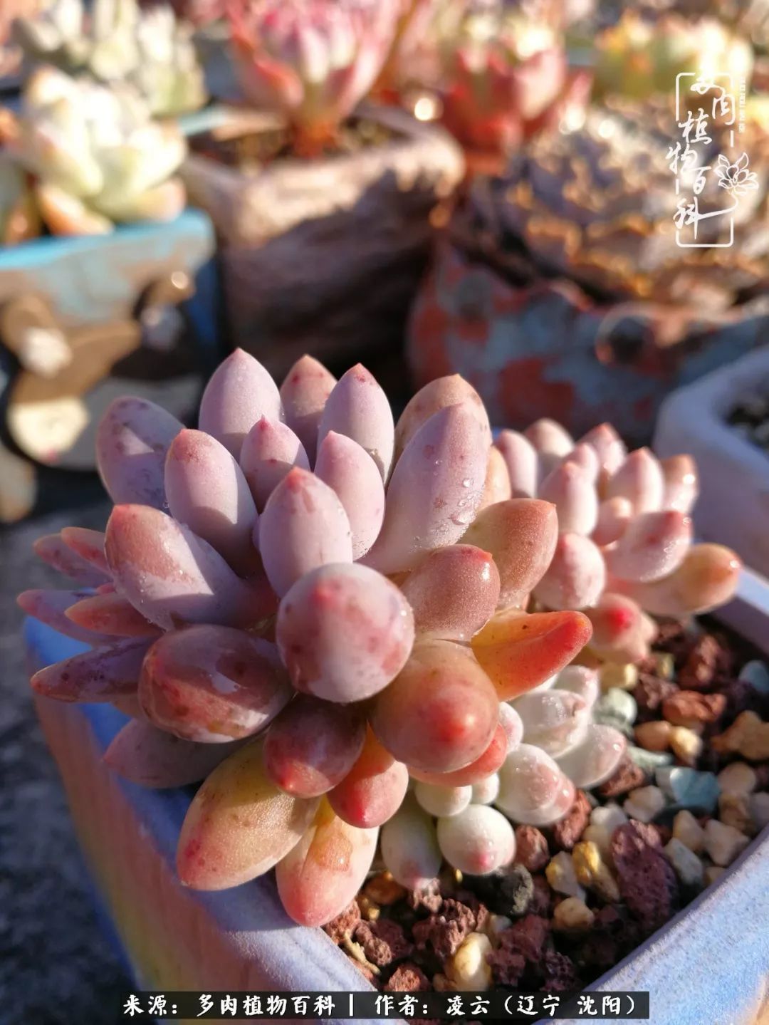 秋闲赏多肉,话育儿,亲生的自家娃,总有一刻让你怦然心动