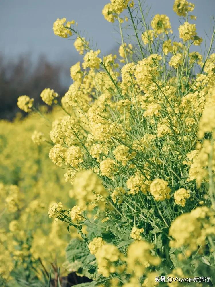 旅行民宿春天赏花,附近哪里有赏花民宿