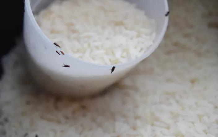 顾小稻说丨天气一热，米虫出没，除米虫这招最好使