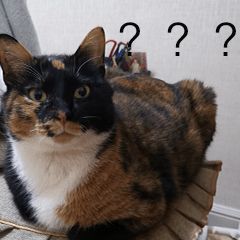 马爸爸赶快“统治”欧洲吧！我在法国的那些令人窒息的网购体验