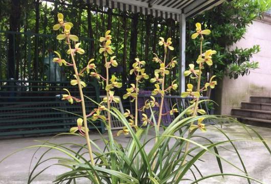 兰花发新芽怎么养护,兰花出芽怎么养护和管理