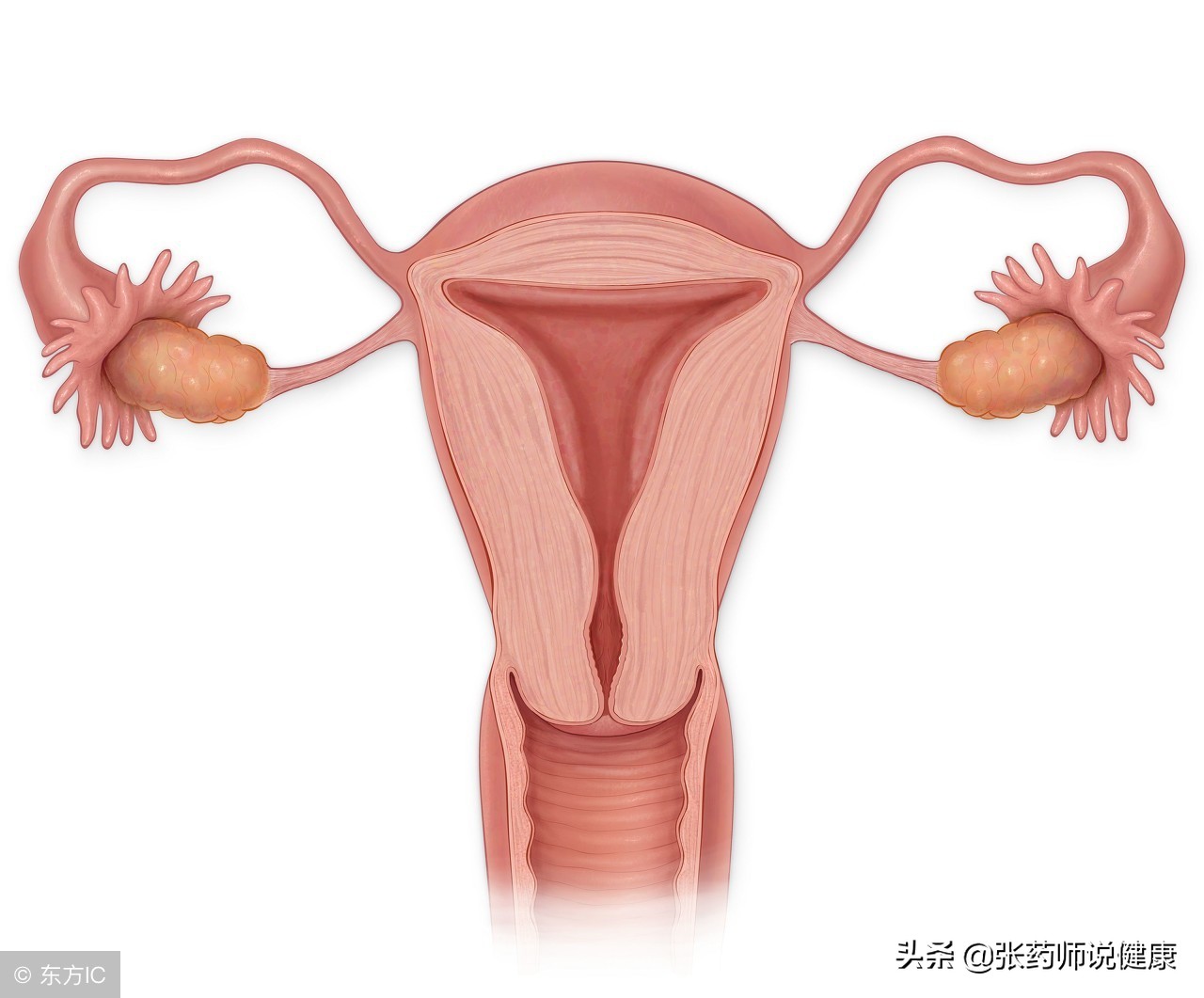 警惕妇科肿瘤年轻化,常见妇科肿瘤的最新指南