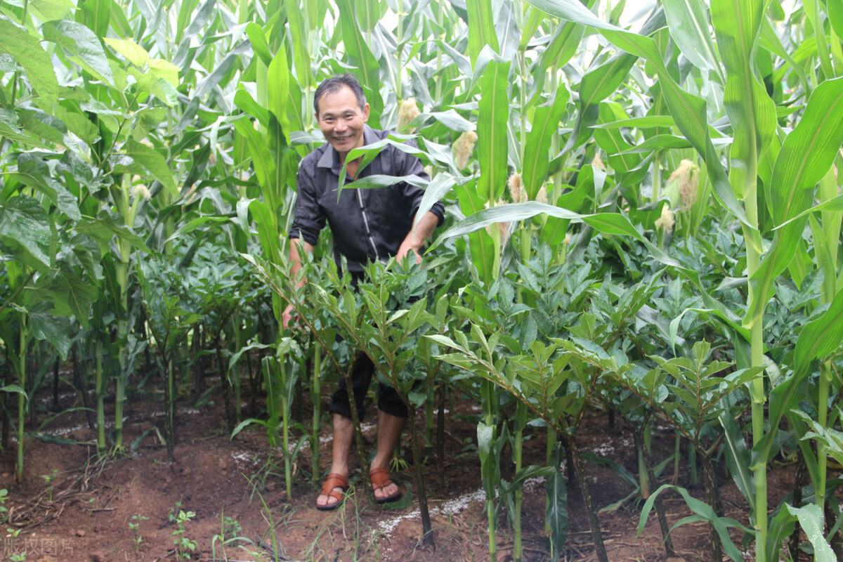 魔芋种植技术培训班,魔芋种植技术视频全集
