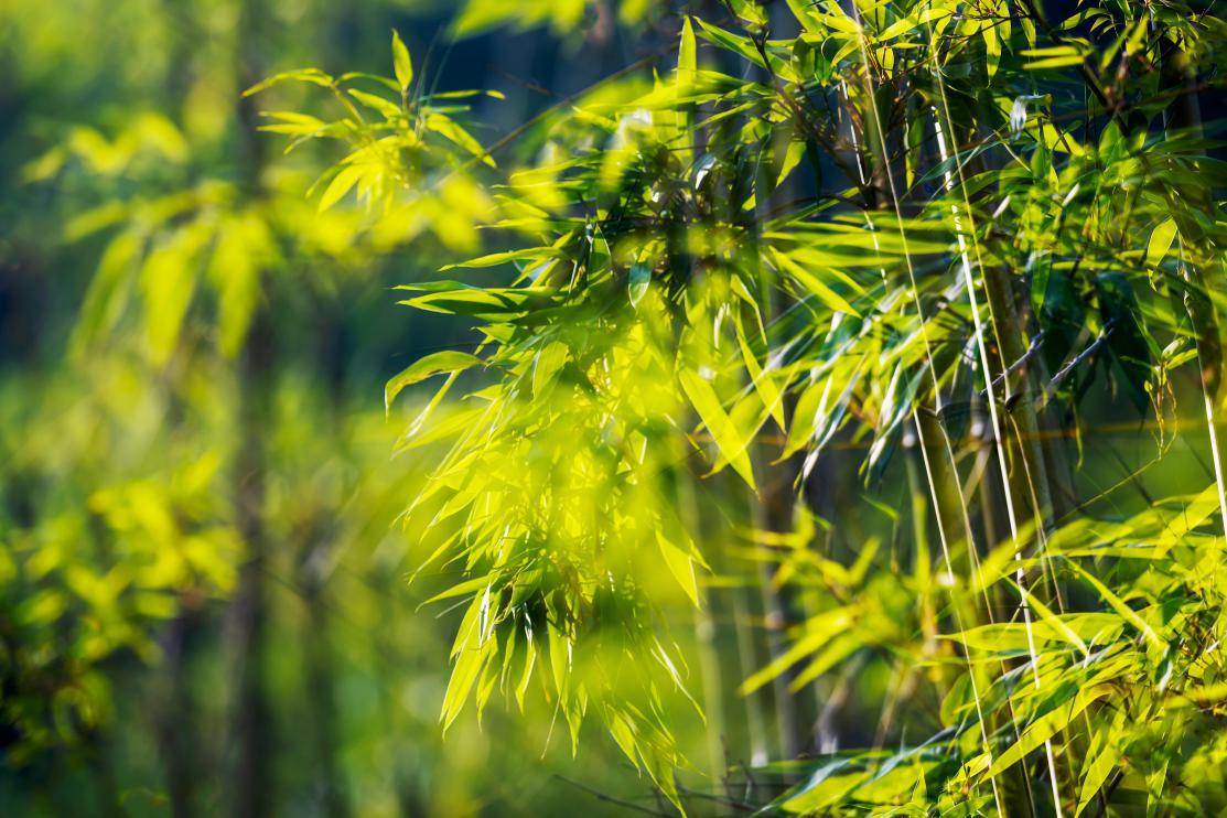 河南有山有水4a景区青天河,河南哪里有山有水有竹林
