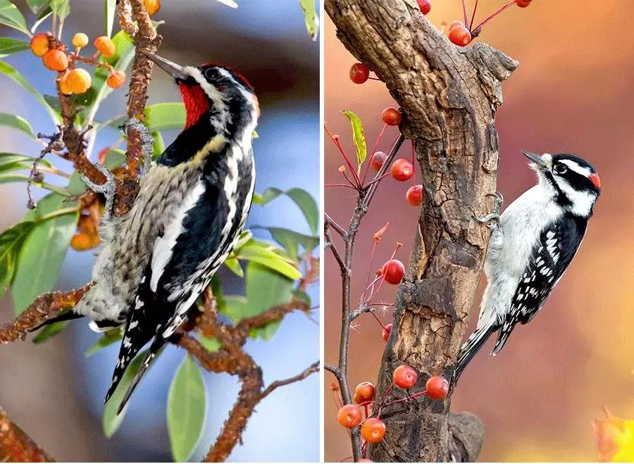 勤劳的医生儿童画,儿童画森林医生马克笔