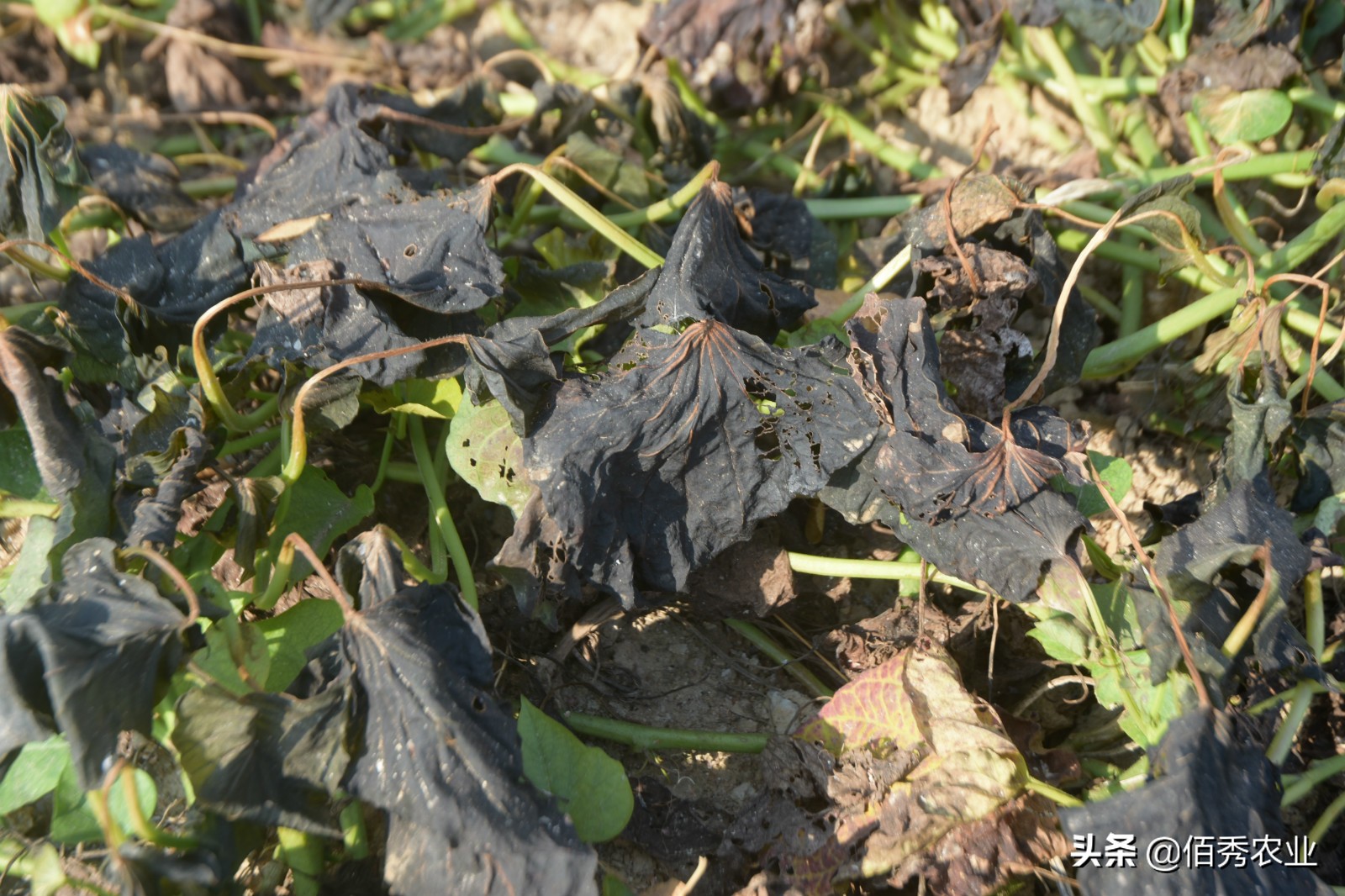 农村大叔种植果树,农村大叔种植致富