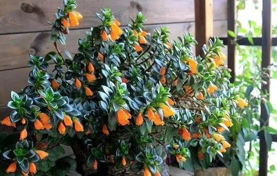 金鱼吊兰怎么养才长得粗壮,水培金鱼吊兰为啥光长叶子不开花