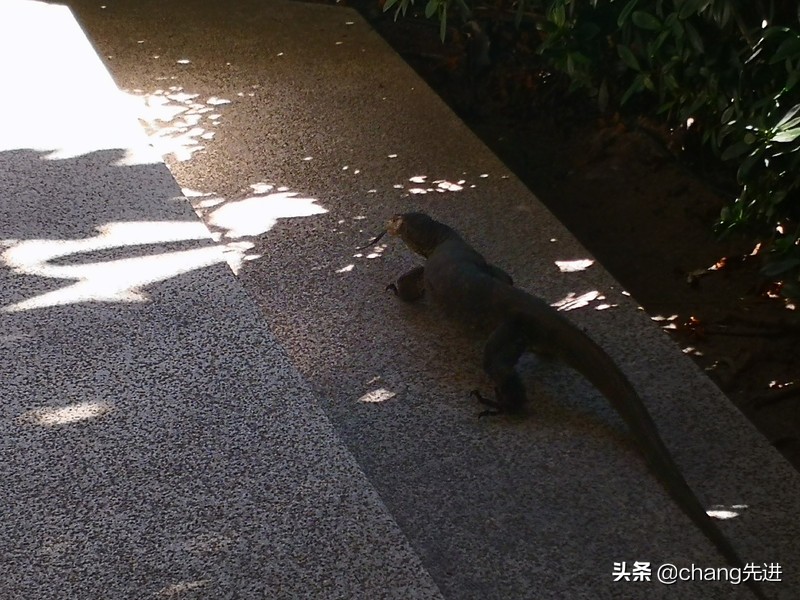 泰国普吉斯米兰跟团浮潜,泰国普吉岛自由潜水皇帝岛