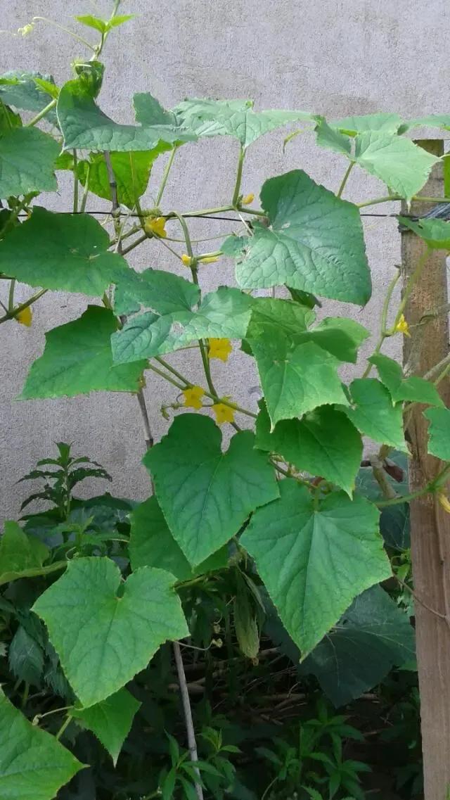 丝瓜黄瓜苦瓜哪种爬藤最茂盛,黄瓜南瓜丝瓜的花多半都不会结果
