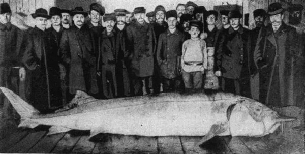 野生鲟鳇鱼一般寿命多少,鲟鳇鱼淡水之王