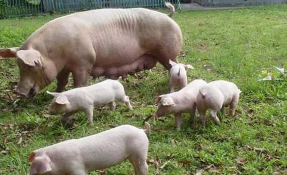 初产母猪缺乳怎么回事,母猪产后缺乳