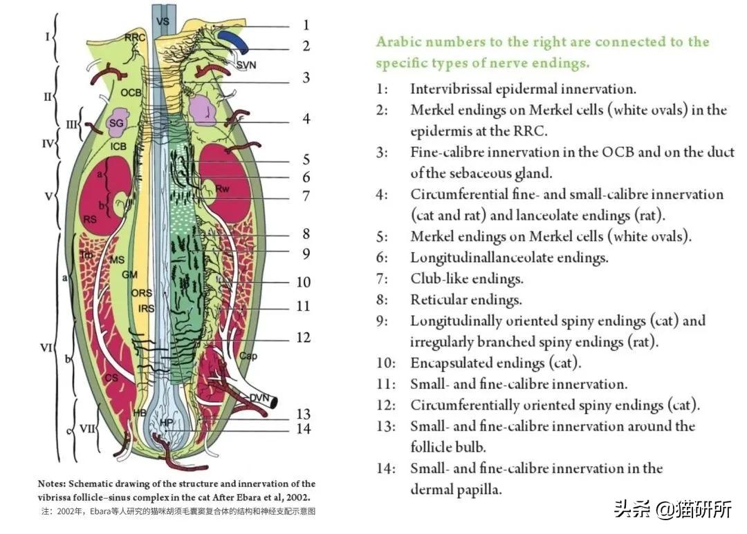 有关猫的谣言有哪些,关于猫的谣言
