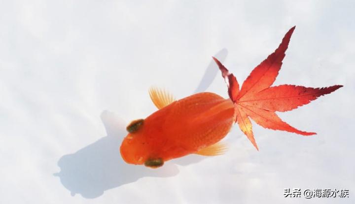 金鱼的科普小知识,观赏金鱼小知识问答